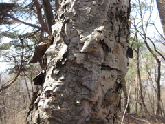 Betula dauurica