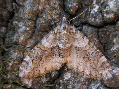Esakiopteryx volitans