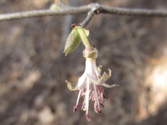 Lonicera praeflorens