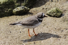Charadrius hiaticula