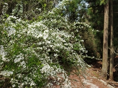 Spiraea thunbergii