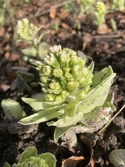 Petasites albus