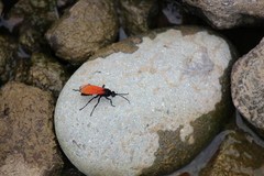 Calopompilus pyrrhomelas