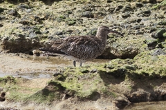 Numenius phaeopus