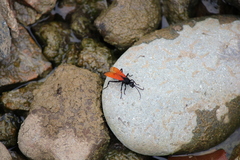 Calopompilus pyrrhomelas