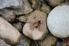 Calopompilus pyrrhomelas