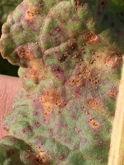 Puccinia phragmitis