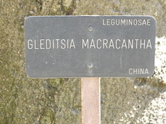 Gleditsia sinensis