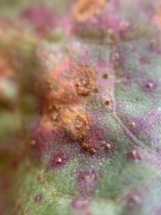 Puccinia phragmitis