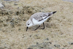 Calidris alba