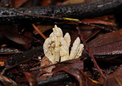 Cordyceps cranstounii