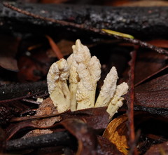 Cordyceps cranstounii