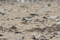 Charadrius alexandrinus