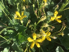 Apodanthera undulata