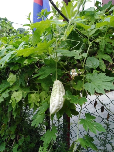 Momordica charantia