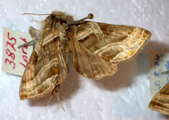 Euchalcia variabilis