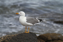 Larus michahellis