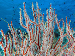 Subergorgia suberosa