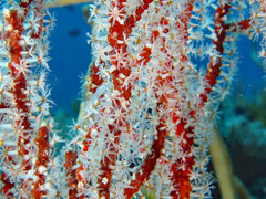 Subergorgia suberosa