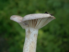 Lactarius flexuosus