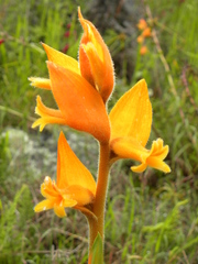 Dichromanthus aurantiacus