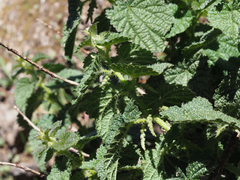 Urtica morifolia