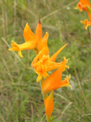 Dichromanthus aurantiacus