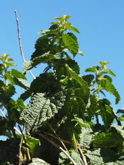 Urtica morifolia
