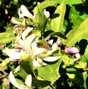 Apis mellifera