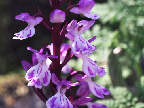 Orchis canariensis image