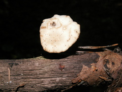 Lentinellus micheneri