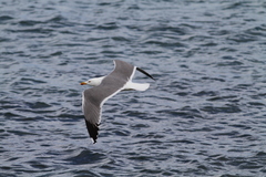 Larus michahellis