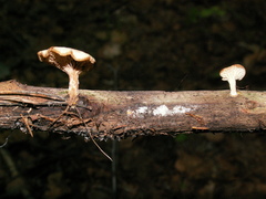 Lentinellus micheneri