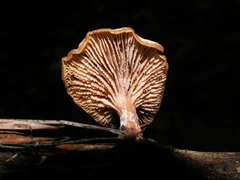 Lentinellus micheneri