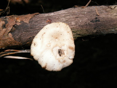 Lentinellus micheneri
