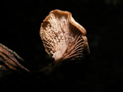 Lentinellus micheneri