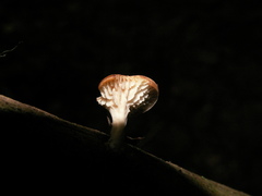 Lentinellus micheneri
