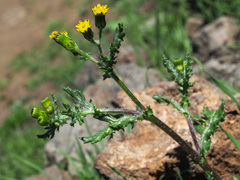 Senecio teneriffae