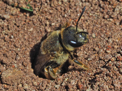 Halictus fulvipes