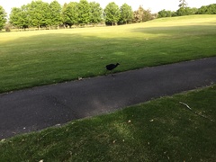 Porphyrio melanotus melanotus