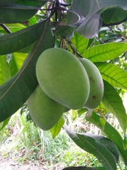 Mangifera indica