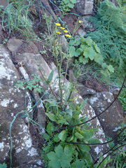 Crepis vesicaria taraxacifolia