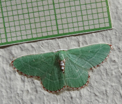 Allochrostes impunctata