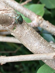 Antestiopsis cederwaldi