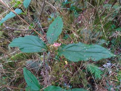 Viburnum urceolatum
