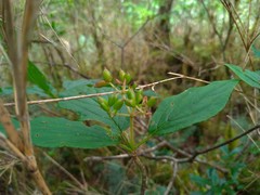 Viburnum urceolatum