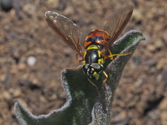 Chrysotoxum triarcuatum