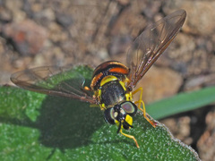 Chrysotoxum triarcuatum