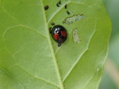 Argopistes coccinelliformis