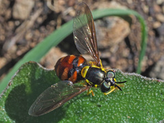 Chrysotoxum triarcuatum